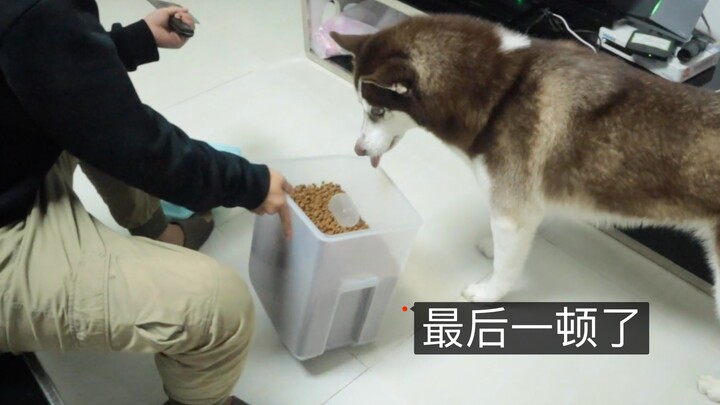 Saat anjing Siberian Husky tahu ini makanan terakhirnya, dia sampai tak berani makan karena ketakuta