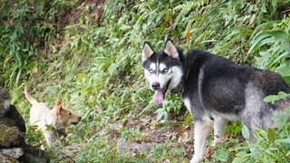 Kebahagiaan sepasang husky dan pasangan berusia 80 tahun di pedesaan