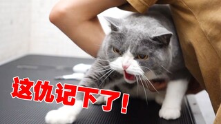 一年没洗的猫，洗个澡差点和一群狗打起来！