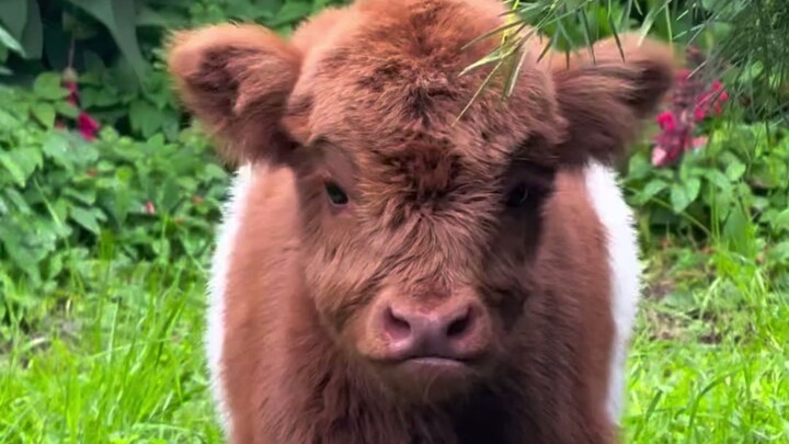 Cow Cute