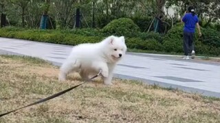 Samoyed bertemu tim pelatihan militer di pagi hari. Bu, aku takut.