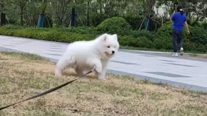 Samoyed bertemu tim pelatihan militer di pagi hari. Bu, aku takut.