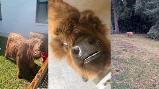 这样的牛牛你喜欢吗