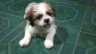 #Shih tzu#Tuffy namin,love love