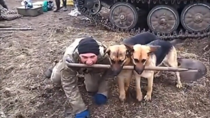 Dog: Your pedigree is way purer than mine!