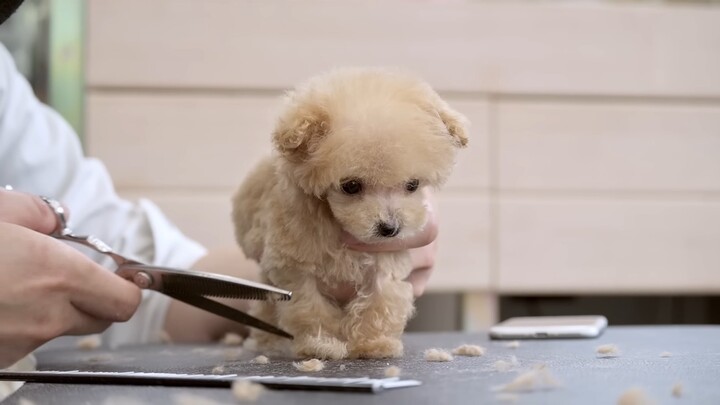 Tôi bé thế này mà cũng phải tắm à?