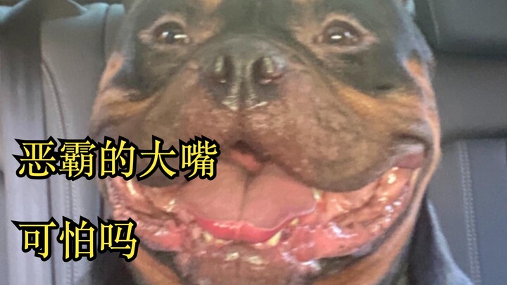Cái miệng lớn của chú chó Pitbull đáng sợ đến mức nào?