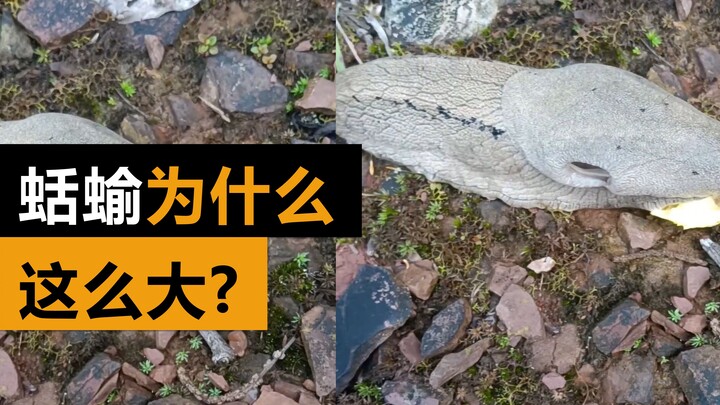 Tại sao con sên này lại to đến thế? Cùng chia sẻ nào, mọi người hãy tag tôi những sinh vật kỳ diệu n