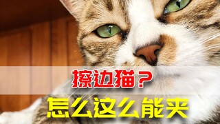 我家猫看了半夜直冲厕所