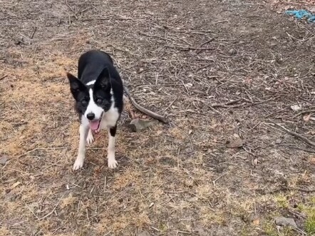 #BorderCollie #DogLife #CutePetDebutProject