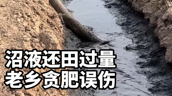 The Heze Juye wheat fields turned into a smelly oilfield—here’s the latest update!