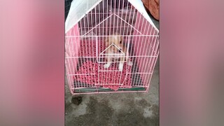 Ba đi làm về. Hihi yeucho yeuchomeo cún cúncon chó chómèo chócon chó_cưng chókhôn yeuchomeo cưng chócute pet dog dogsoftiktok doggo