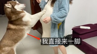 女主人假装怀孕，哈士奇vs边牧，谁会被骗到？