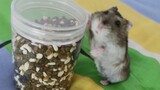 [Animals] That Hurt The Hamster's Feelings