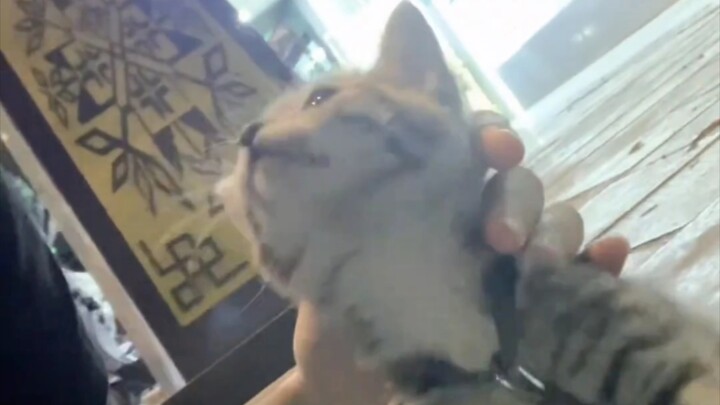 Bagaimana bisa ada kucing kecil yang begitu manis, maafkan dunia ini sebentar saja