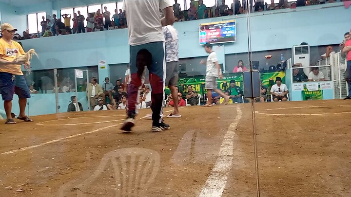 Marwin gf