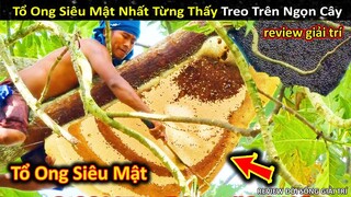 Anh Bảy Chinh Phục Tổ Ong Siêu Mật Nhất Từng Thấy Và Cái Kết Cực Ngọt || Review Giải Trí Đời Sống