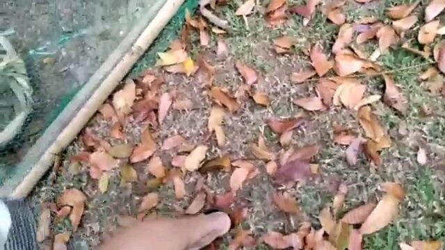 Pang madiinan Materyales                   Dodong GF  Gumaca Que.