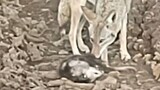 Con opossum ngay lập tức giả vờ chết khi gặp một con sói đồng cỏ, nhưng những gì con sói đồng cỏ làm