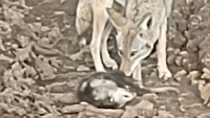 Con opossum ngay lập tức giả vờ chết khi gặp một con sói đồng cỏ, nhưng những gì con sói đồng cỏ làm