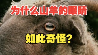 Tại sao mắt và đồng tử ở động vật có hình dạng khác nhau?