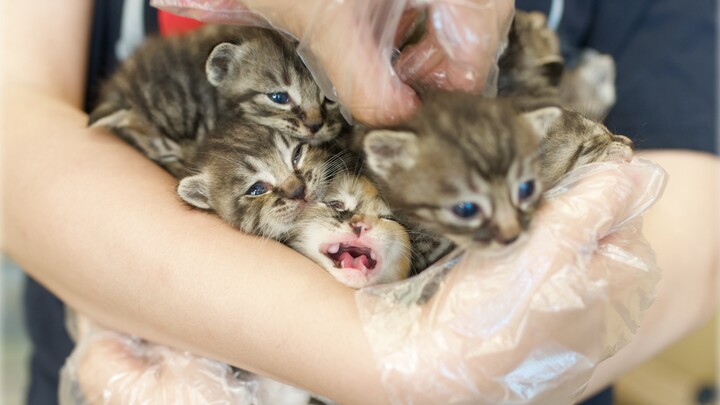 Kucing motif sapi perah melahirkan 15 anak sekaligus, ternyata tak satu pun yang berpola seperti sap