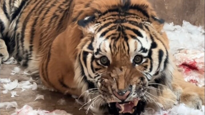 虎与虎之间亦有差距……