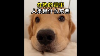 Do you know what humans are in the eyes of dogs?
