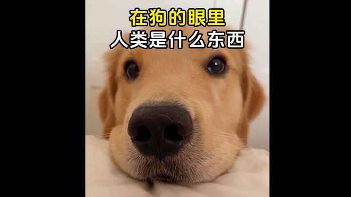 Do you know what humans are in the eyes of dogs?