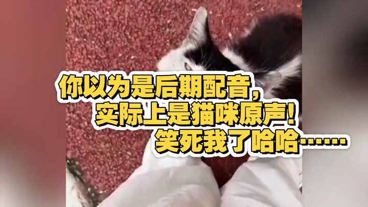 Kamu kira itu dubbing pas editing, ternyata suara asli si kucing! Ngakak banget hahaha…