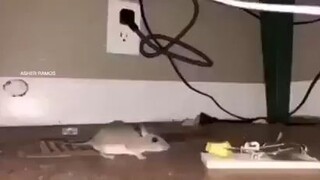 Rat