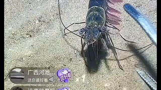 螃蟹：真是一场酣畅淋漓的声东击西呀