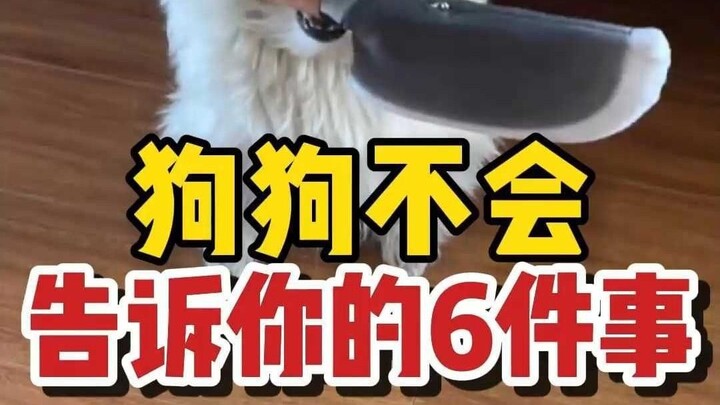 Enam hal yang tidak akan dikatakan anjing Anda saat Anda menodongkan pisau ke lehernya