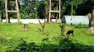 ragunan zoo