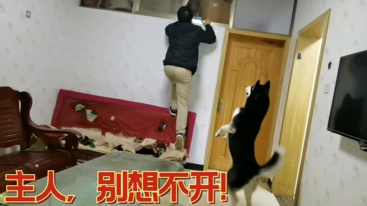 If you’re a Husky owner, have you ever felt like you can’t go back to your own room?