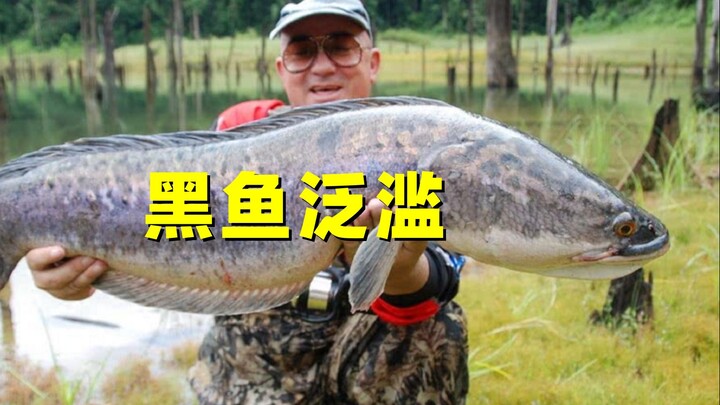 Cá lóc châu Á đã xâm chiếm nước Mỹ và giờ đây đang là một thảm họa. Ngay cả khi đã chi 800 triệu đô 