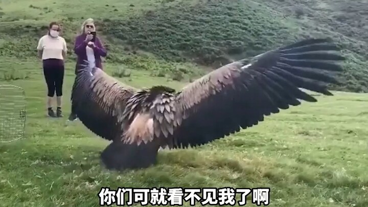 Đôi khi bạn nghĩ mình có thể làm được, nhưng điều đó không có nghĩa là bạn có thể làm được.