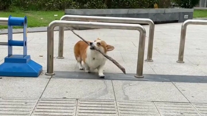 หมาคอร์กี้คาบไม้กระโดดข้ามราว ชาวเน็ตบอก: “ปัง!” ฟันเจ็บสุดๆ