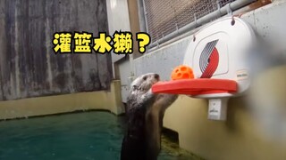 那些玩球的动物们！