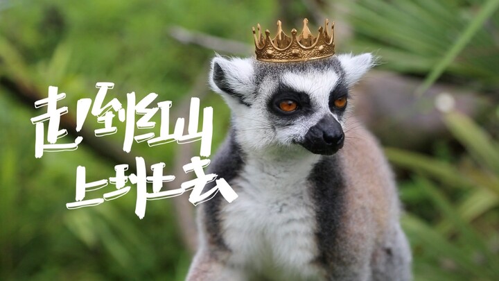 【Lemur ekor cincin】Hari ini kalian diizinkan naik ke pulau dan menjadi warga pulau milik Sang Raja!