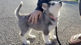 Husky Puppies Funny Compilation 4 - Best of 2018