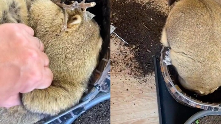 This groundhog is so pitiful! With the male owner not home, it was brutally tormented by the female 