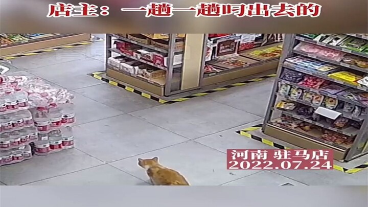 After losing braised eggs, the shop owner checked the surveillance footage and discovered the thief 