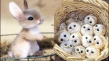 New Cute Baby Animals Videos Compilation | Funny and Cute Moment of the Animals #1 - Cutest Animals