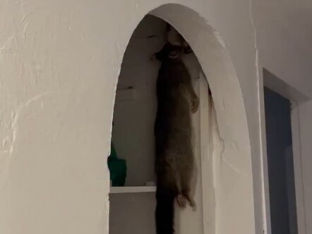 Cảnh này không diễn ra trong rừng rậm, mà ở trong một ngôi nhà tại Úc.