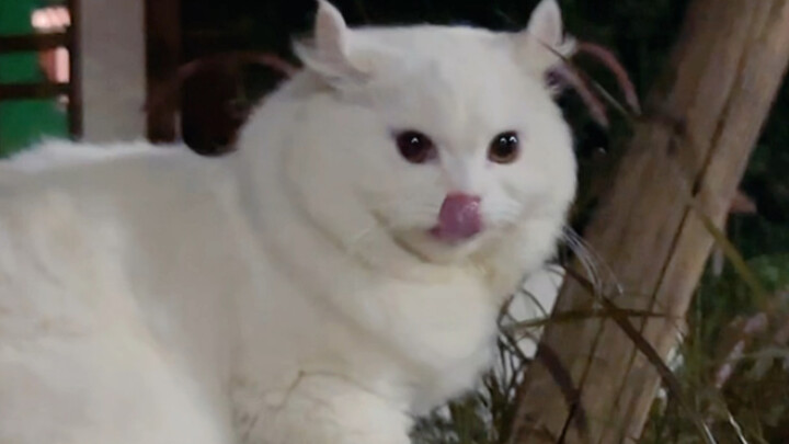 Sobat-sobat, siapa yang ngerti? Baru aja keluar tengah malam buat jalanin si kucing, eh anak kucing 