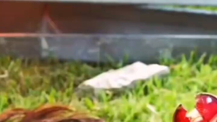 Đoán xem tại sao bạn lại thấy video này (phần bổ sung thứ sáu)