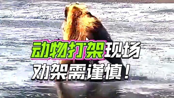 Bagaimana cara melerai pertarungan antar hewan liar?