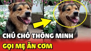 Trầm trồ chú chó biết GỌI BA MẸ xuống nhà ĂN CƠM 😍 | Yêu Lu