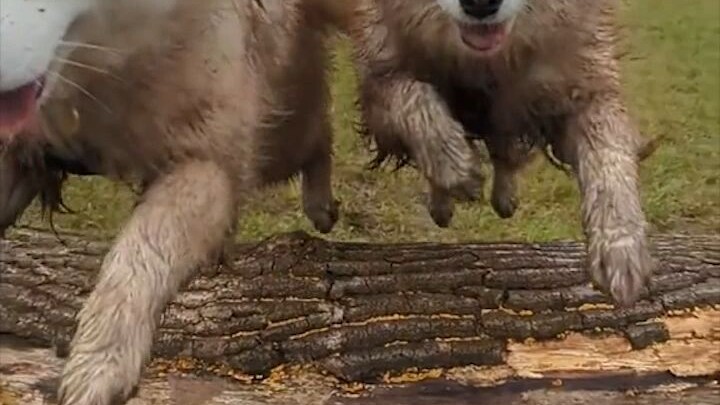 Emerging from the mud with dyed highlights—the episode where the Samoyed owner reached their highest